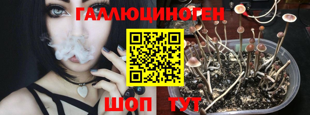 Шебекино  Галлюциногенные грибы ЛСД  Вход с VPN  Галлюциногенные грибы Psilocybine cubensis 